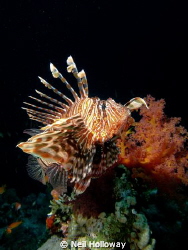 Lion Fish, Taken in Red Sea 2012. by Neil Holloway 